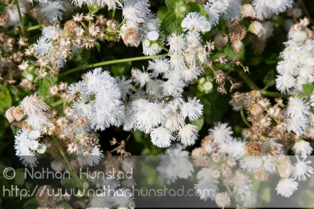 Flower_2008-09-01_IMG_1676